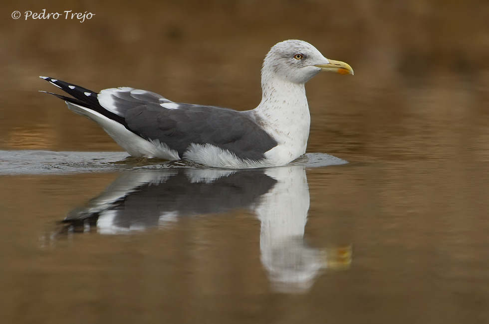 Gaviota sombria (Larus fuscus)